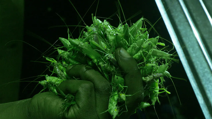 Grasshopper Republic Vorschaubild des Trailers